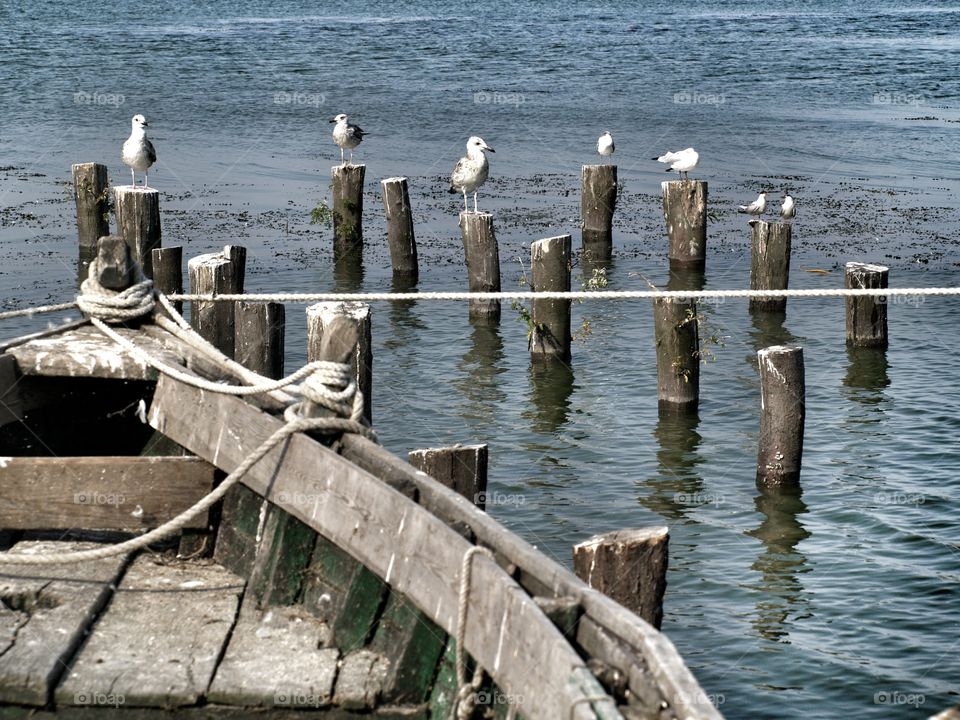 Boat. Boat with seagulls