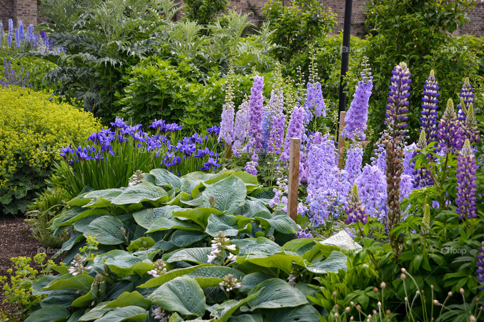 Purple flowers english garden hosta iris Gardening 