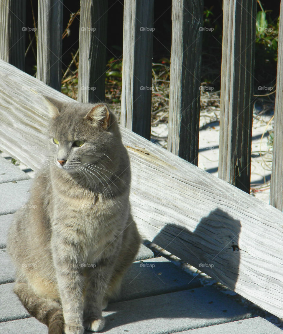 Close-up of sitting cat