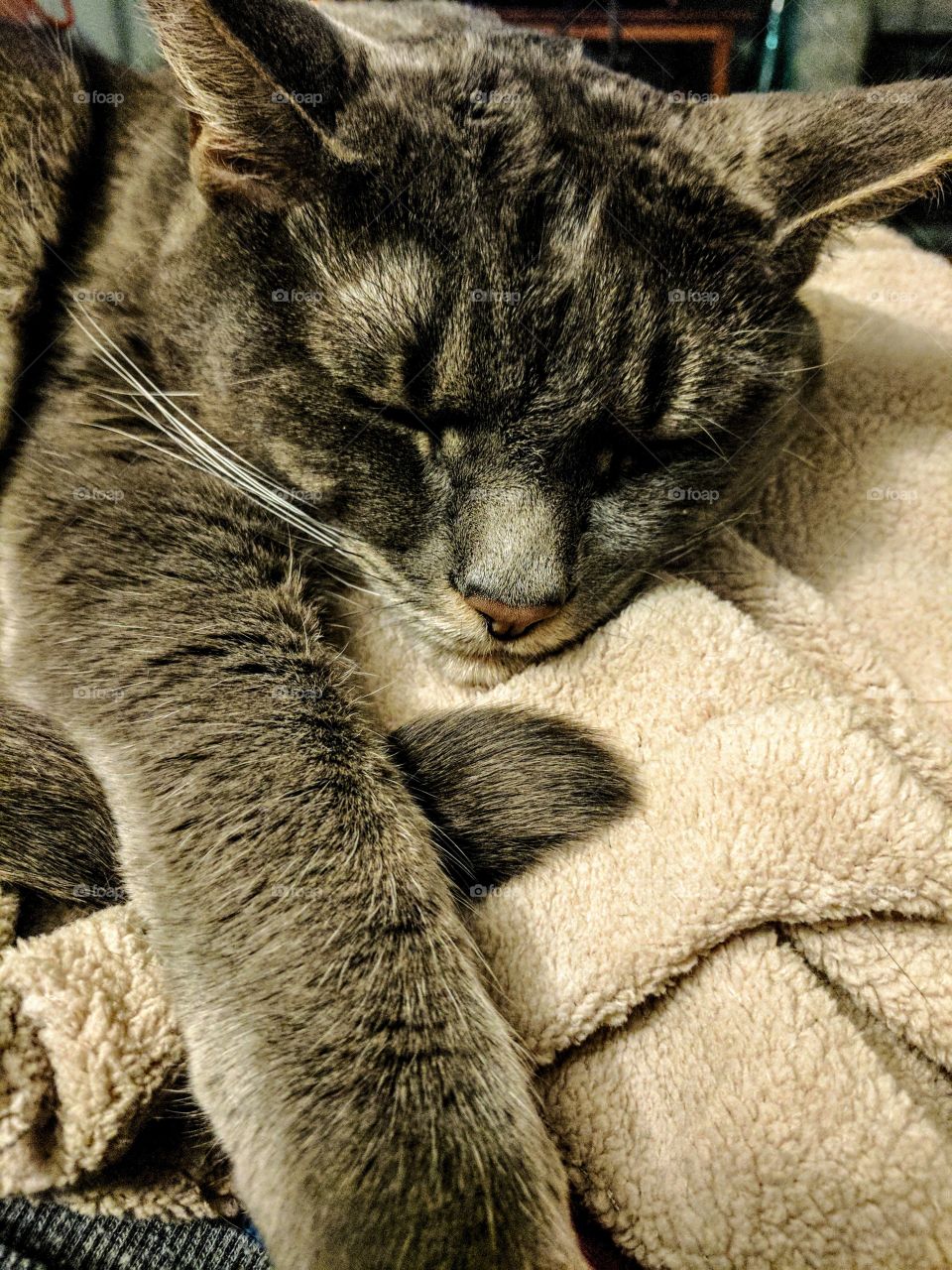 Sleeping Cat On Being Blanket