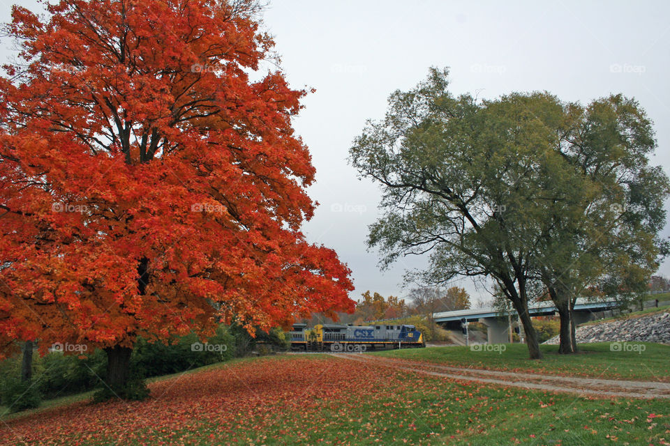 Fall foliage and a train