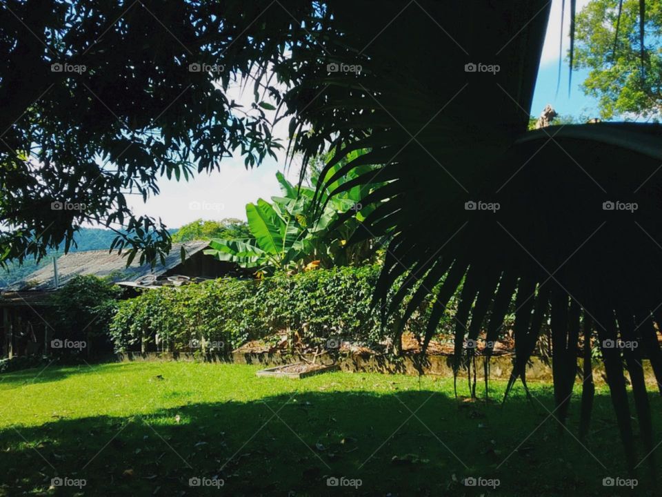 Calma sombra de verão.