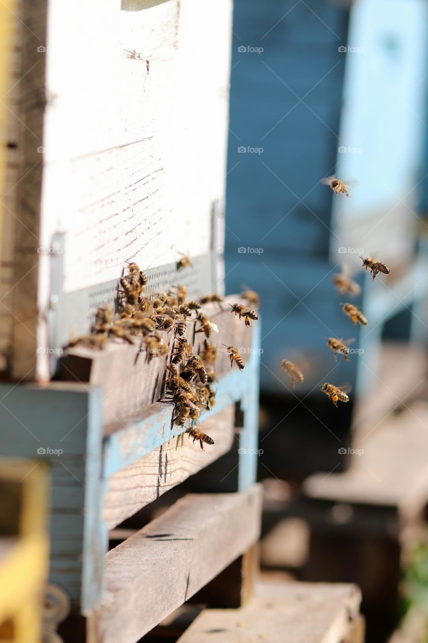 Birds& Bees- Nature in Motion