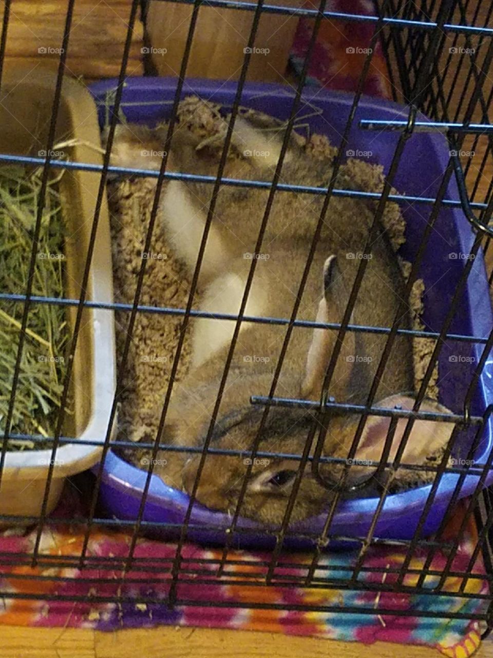 Rabbit laying