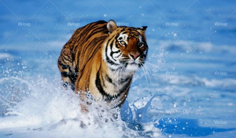 Clearing of forests for various purposes -- agriculture, timber, development activity etc -- has lead to loss of 93 per cent of natural habitat of tigers. Chances of survival in the fragmented areas are lower considerably for these royal animals.
