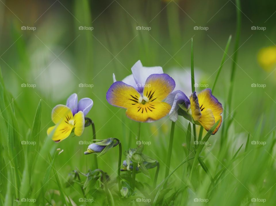 Close up of wild pansy