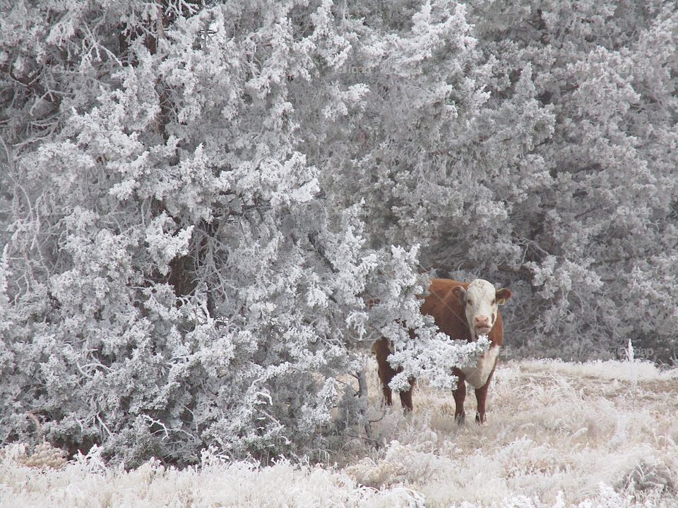 A cow in the cold winter morning frost on the ground, bushes, and juniper trees in Central Oregon. 