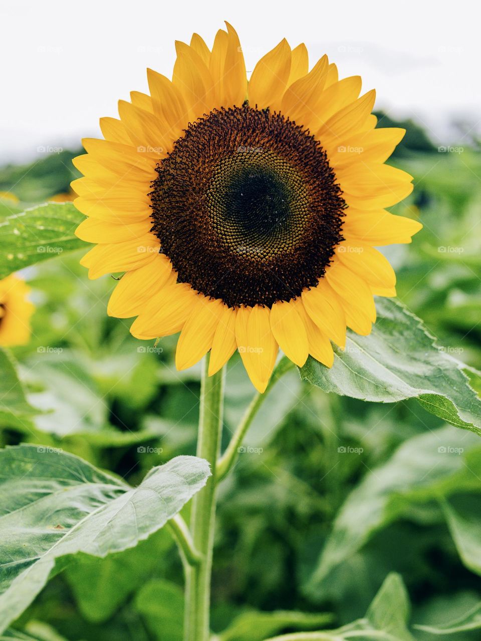 Beautiful sunflower blossoming 