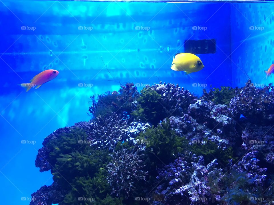 Aquarium of the Pacífic En Long Beach California 
