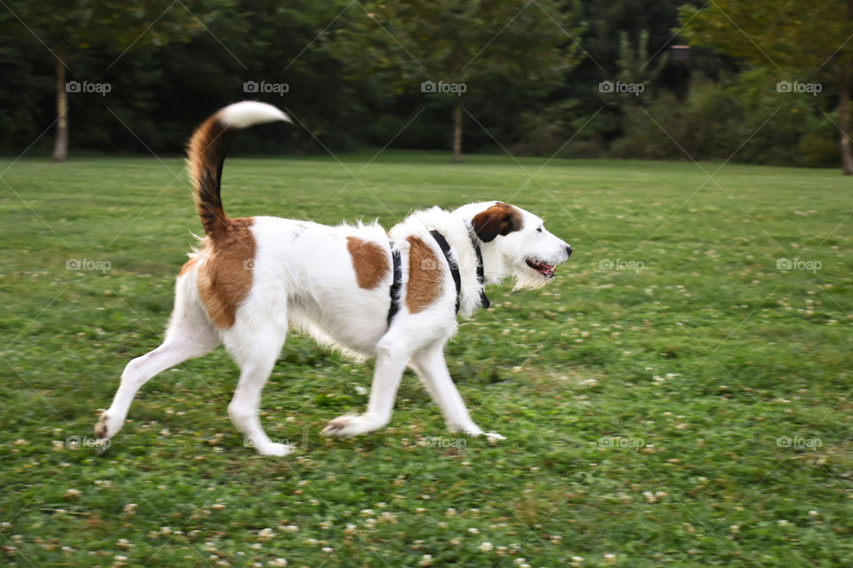Beautiful mixed breed dog playing in field of grass