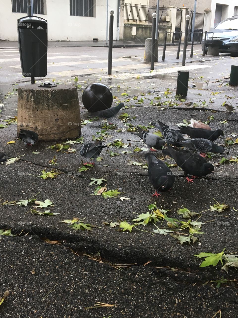 Pigeon flaying city rats