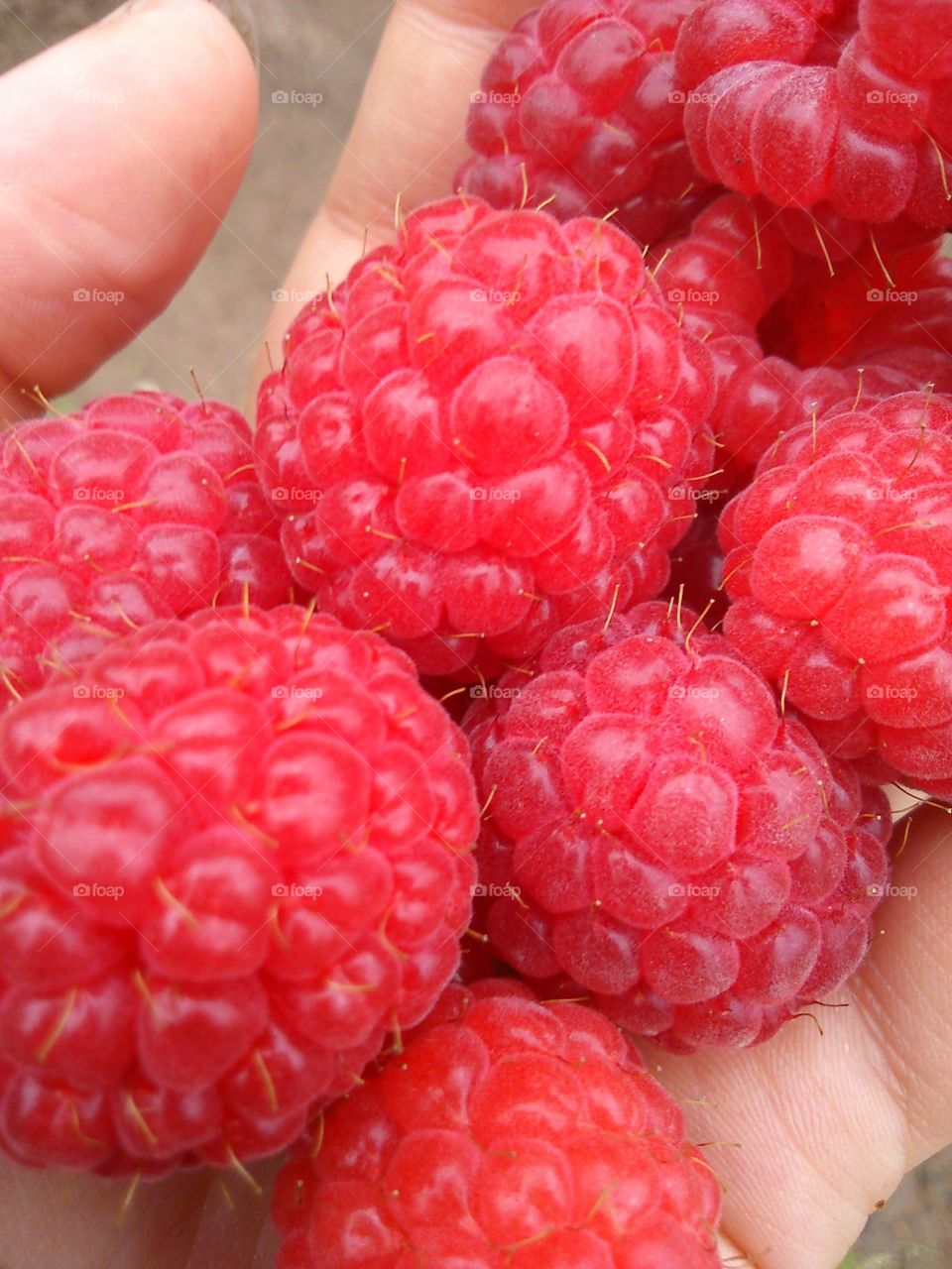 Just berries