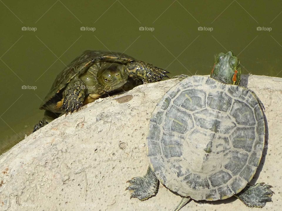 Tortoises