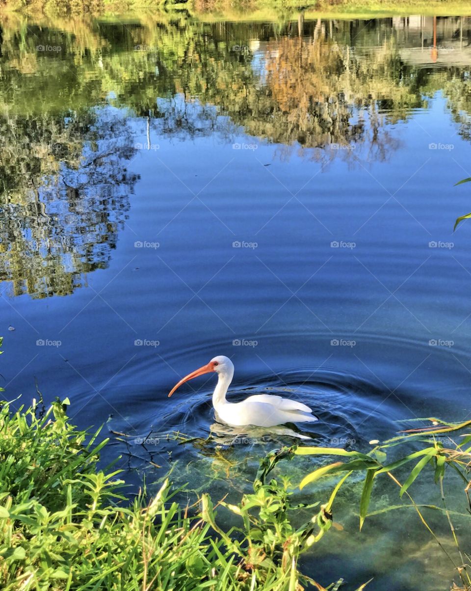 This white ibis is the only one from the flock that enjoy floating on the water. 