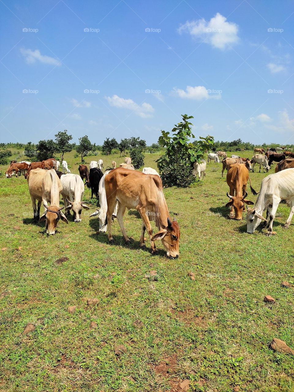 grazing cattle on grass field