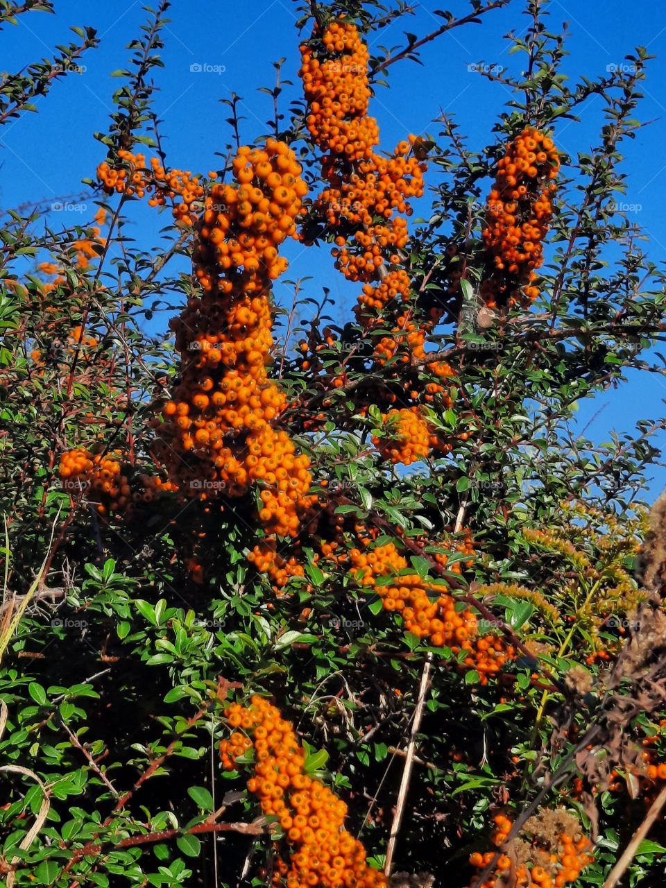 orange berries of firethorn against blue sky