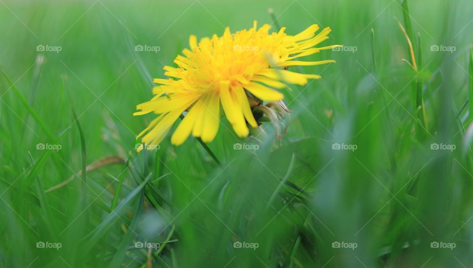 a dandelion in november