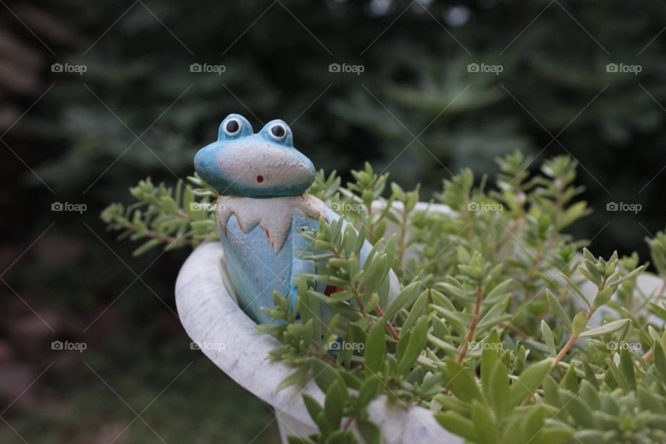 Frog