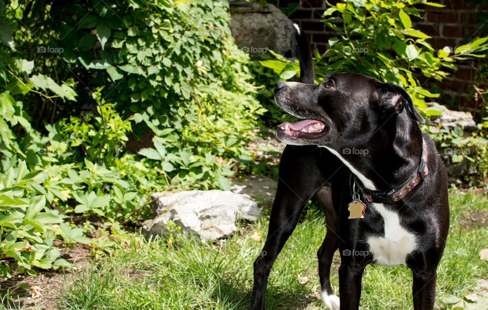 Beautiful young black and white Labrador boxer mix dog looking up to the trees and exploring with brown eyes in garden on a summer day