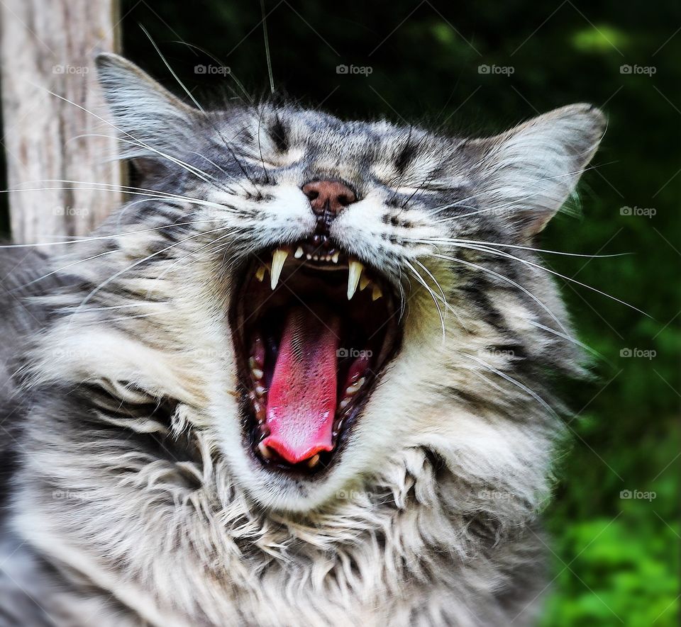 Laughing cat