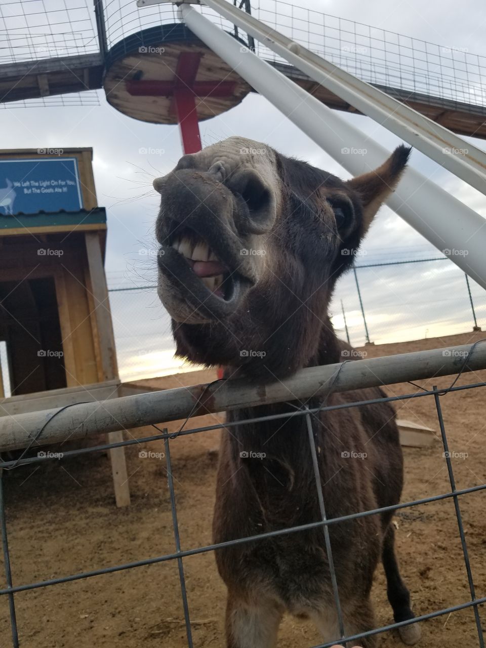 funny donkey