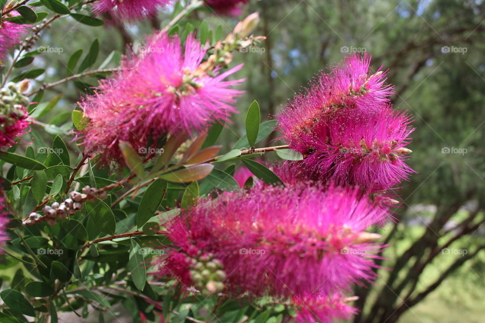 Australian Flora