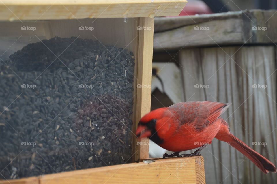 Cardinal. male  
cardinal at bird feeder