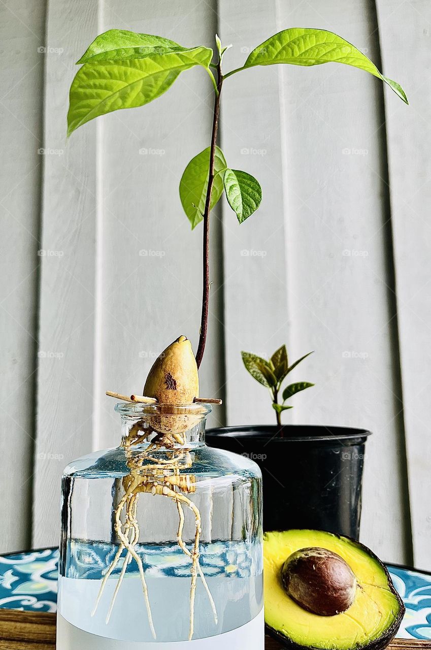 Avocado Plant and Root Stage