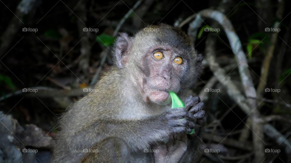 Scared monkey with a leaf