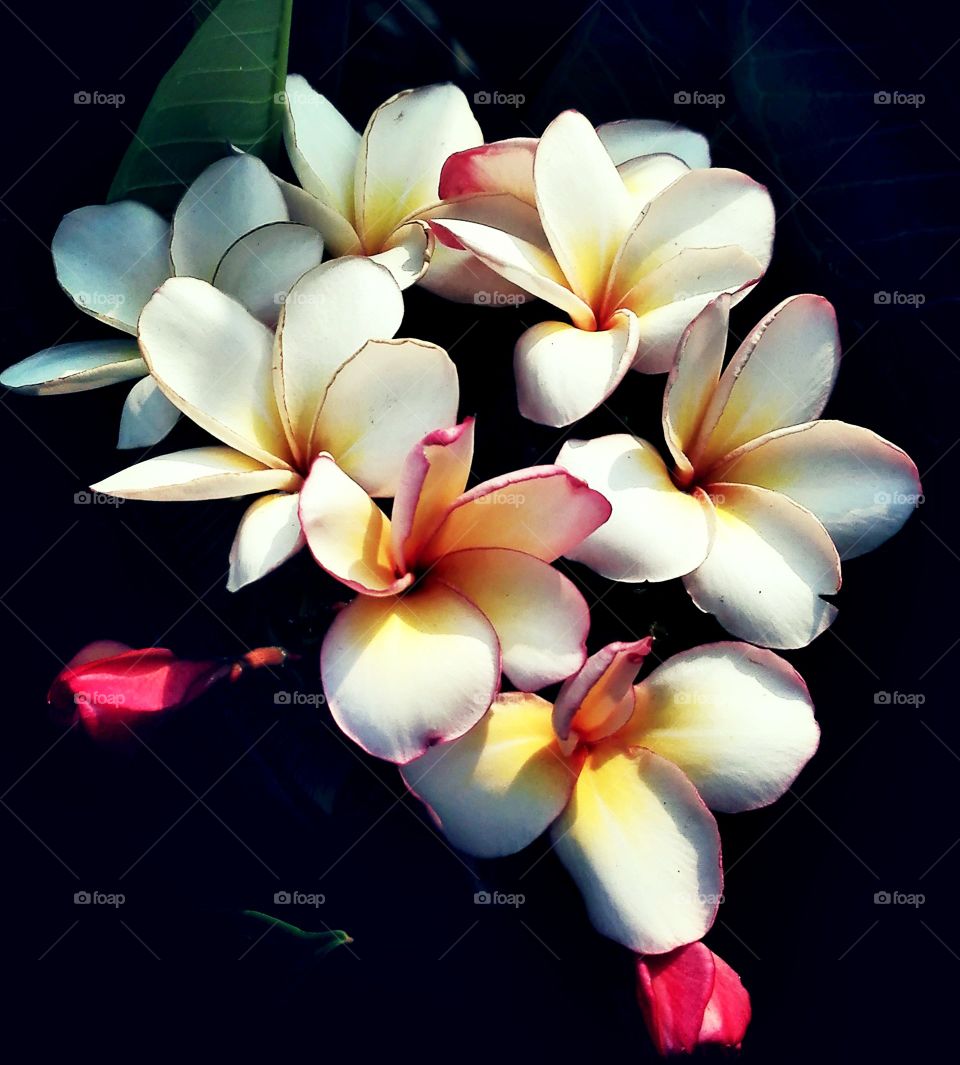 Close-up of white flowers