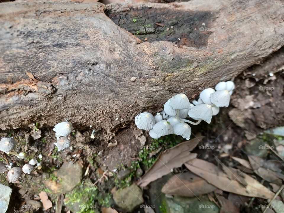White fungus hidden in the forest.