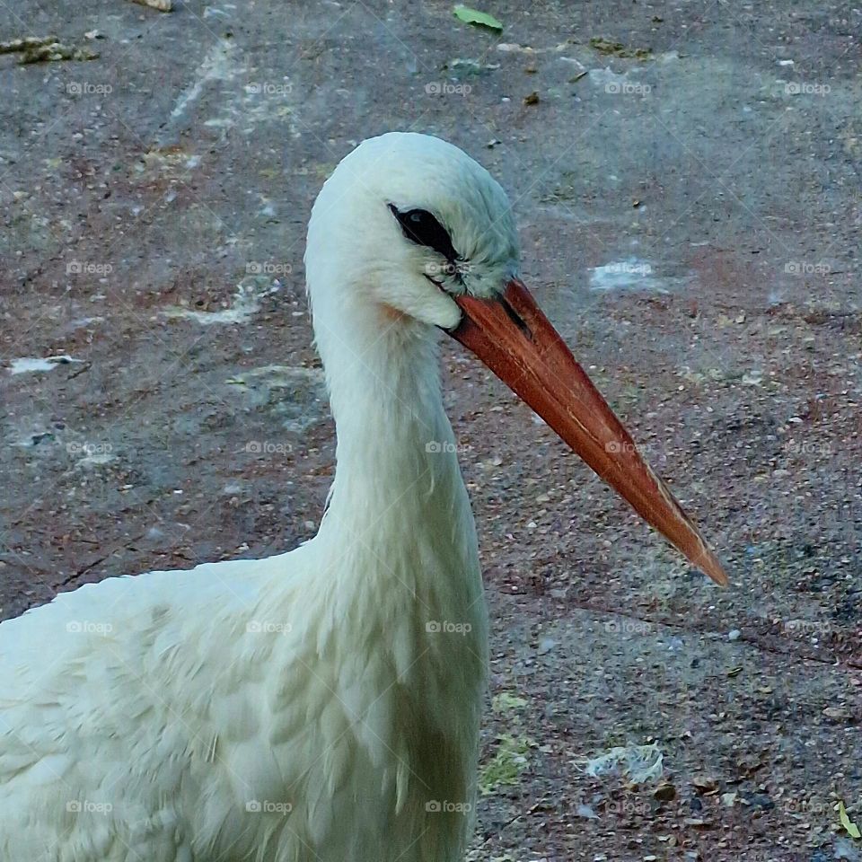 stork