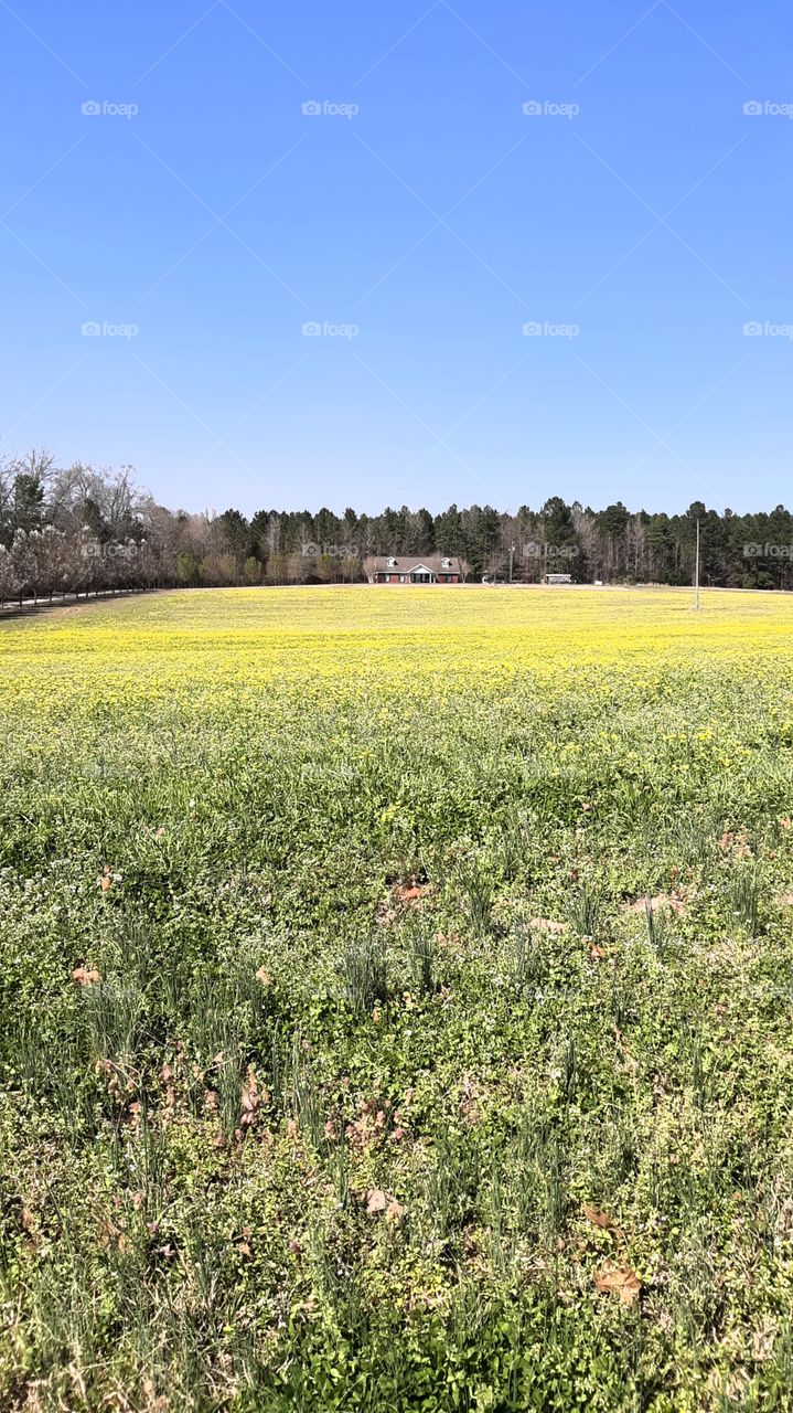 House in a field of yellow wild flowers