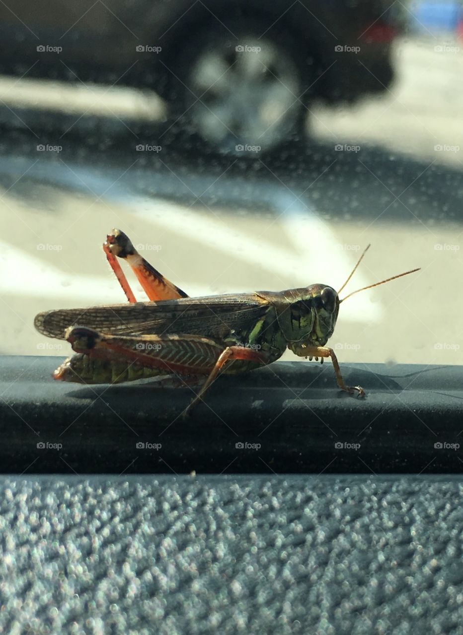 Close up of a grasshopper that hopped up onto my cars window!