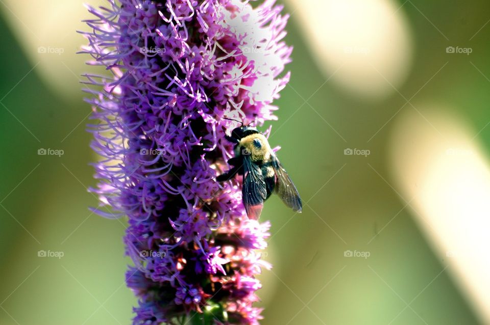Bee on Flower