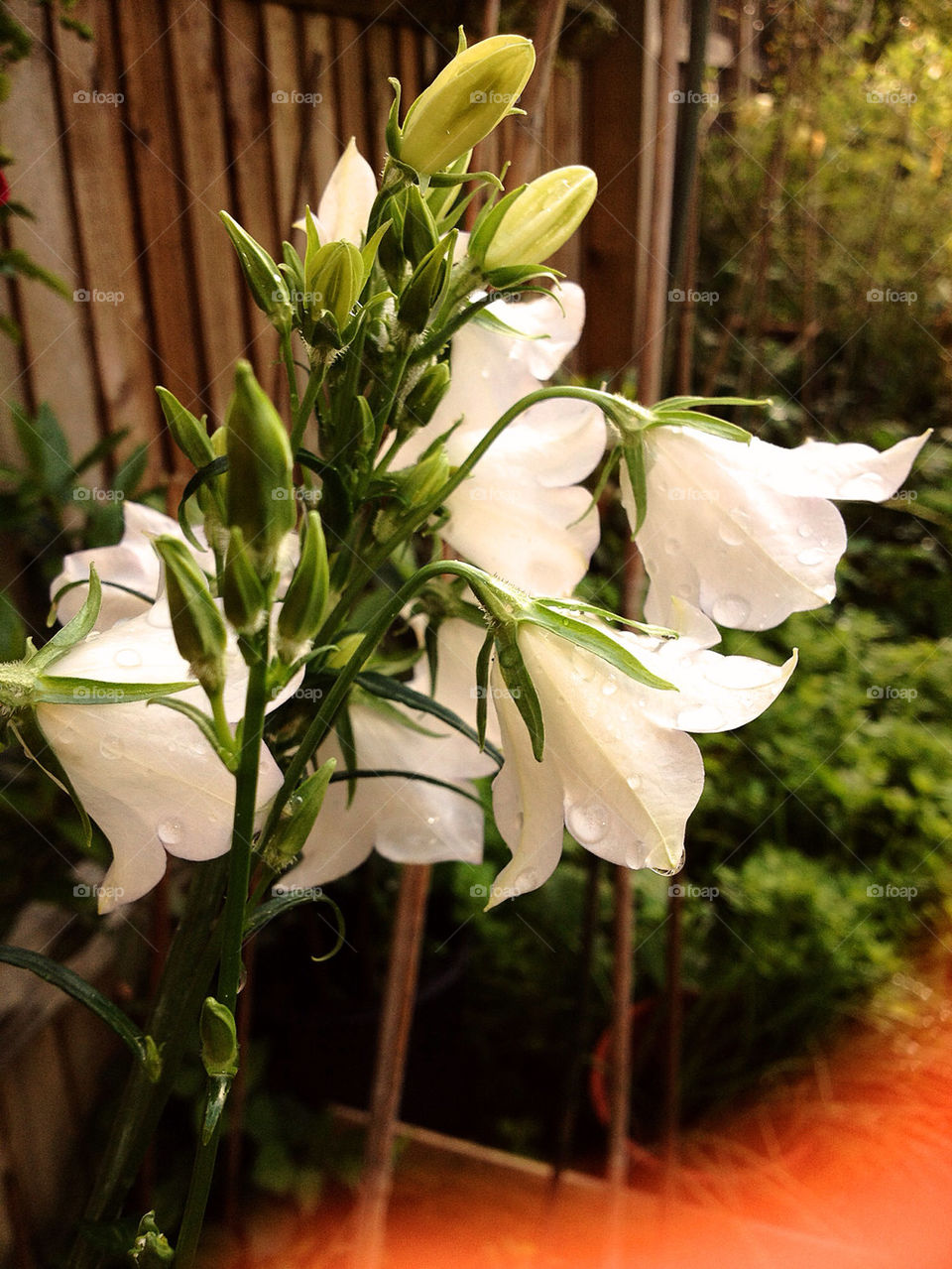 garden pretty flower white by tanushri123