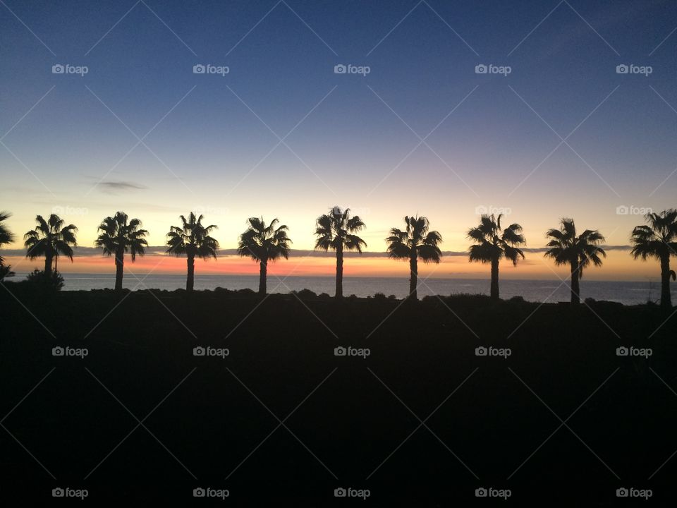 Silhouetted palm trees during sunrise