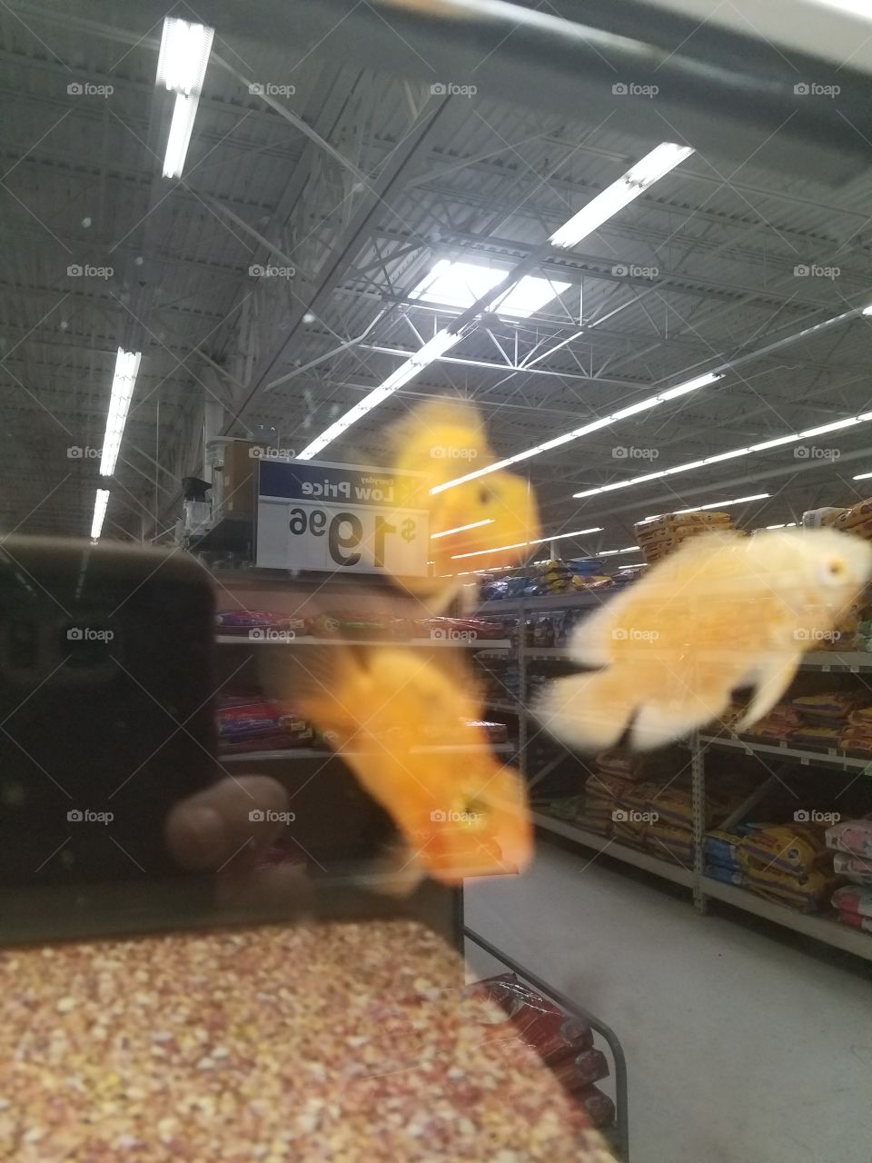 real floating yellow fish