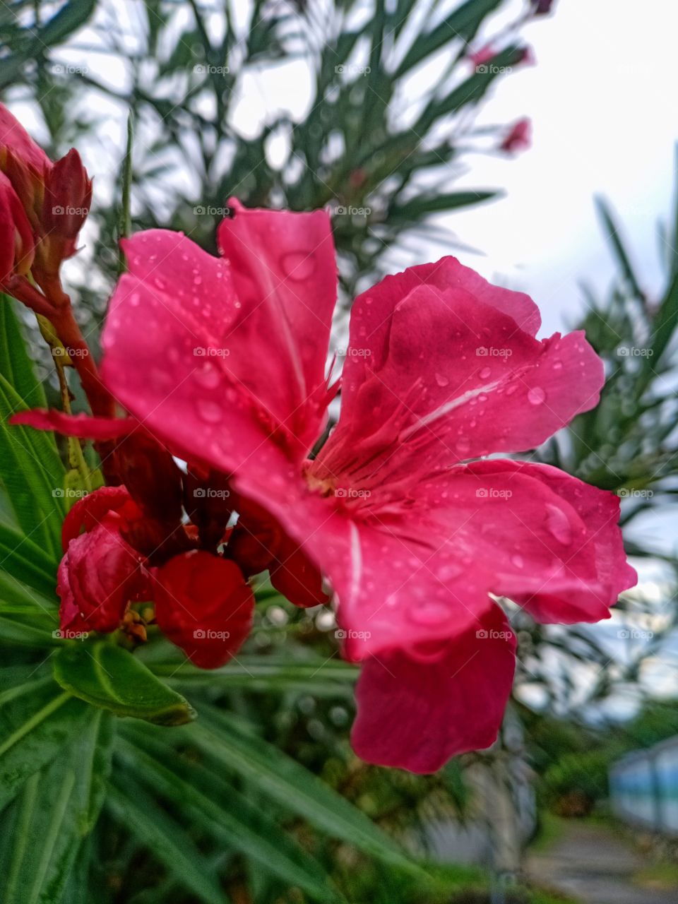 Blooming flower in rainy season.