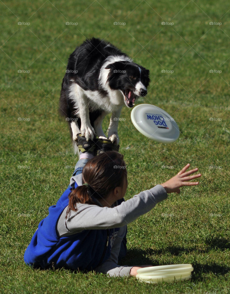 outdoor dog training frisbee by bratmarx