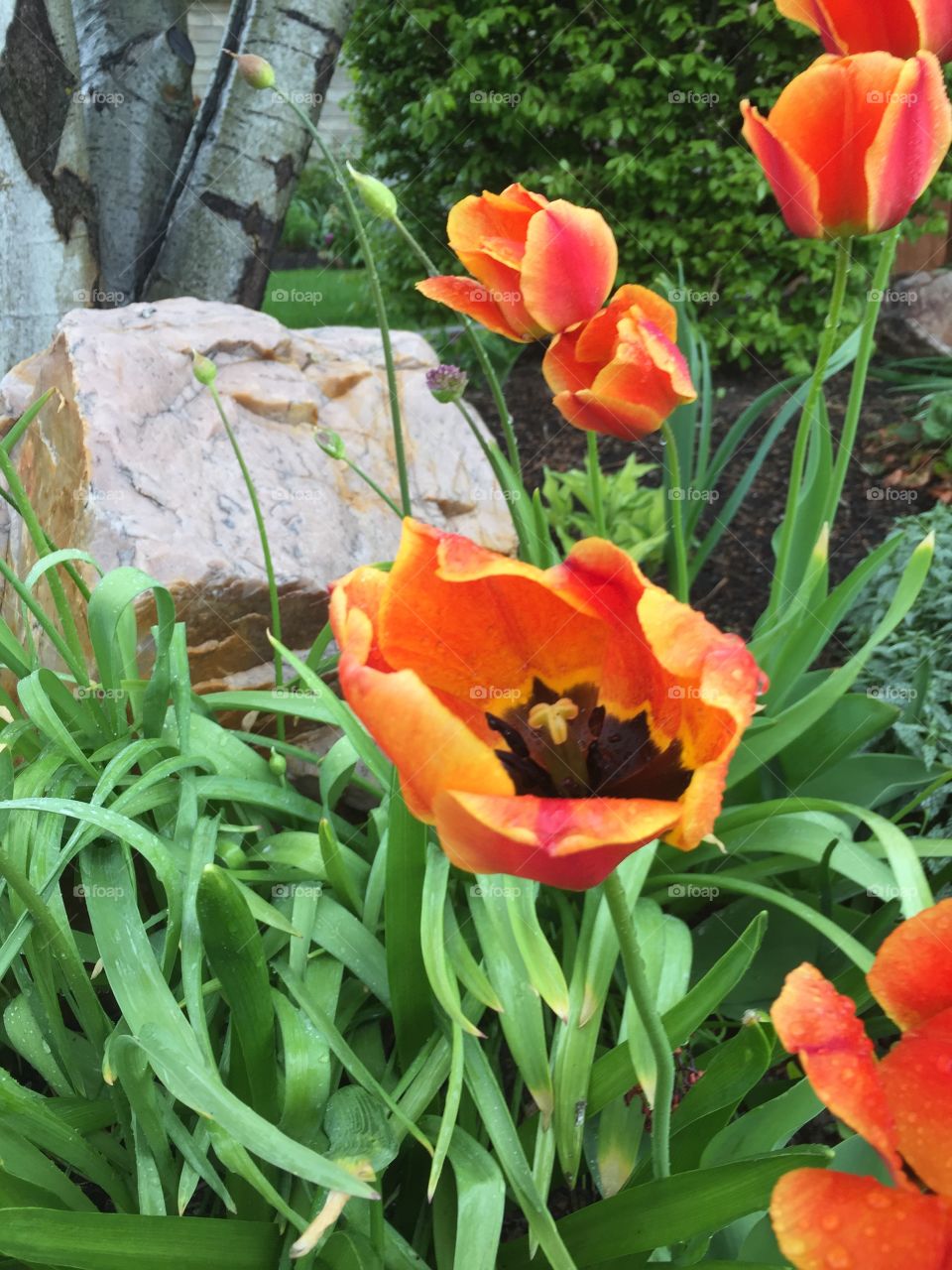 Opening Sunshine Tulips in The rainstorm