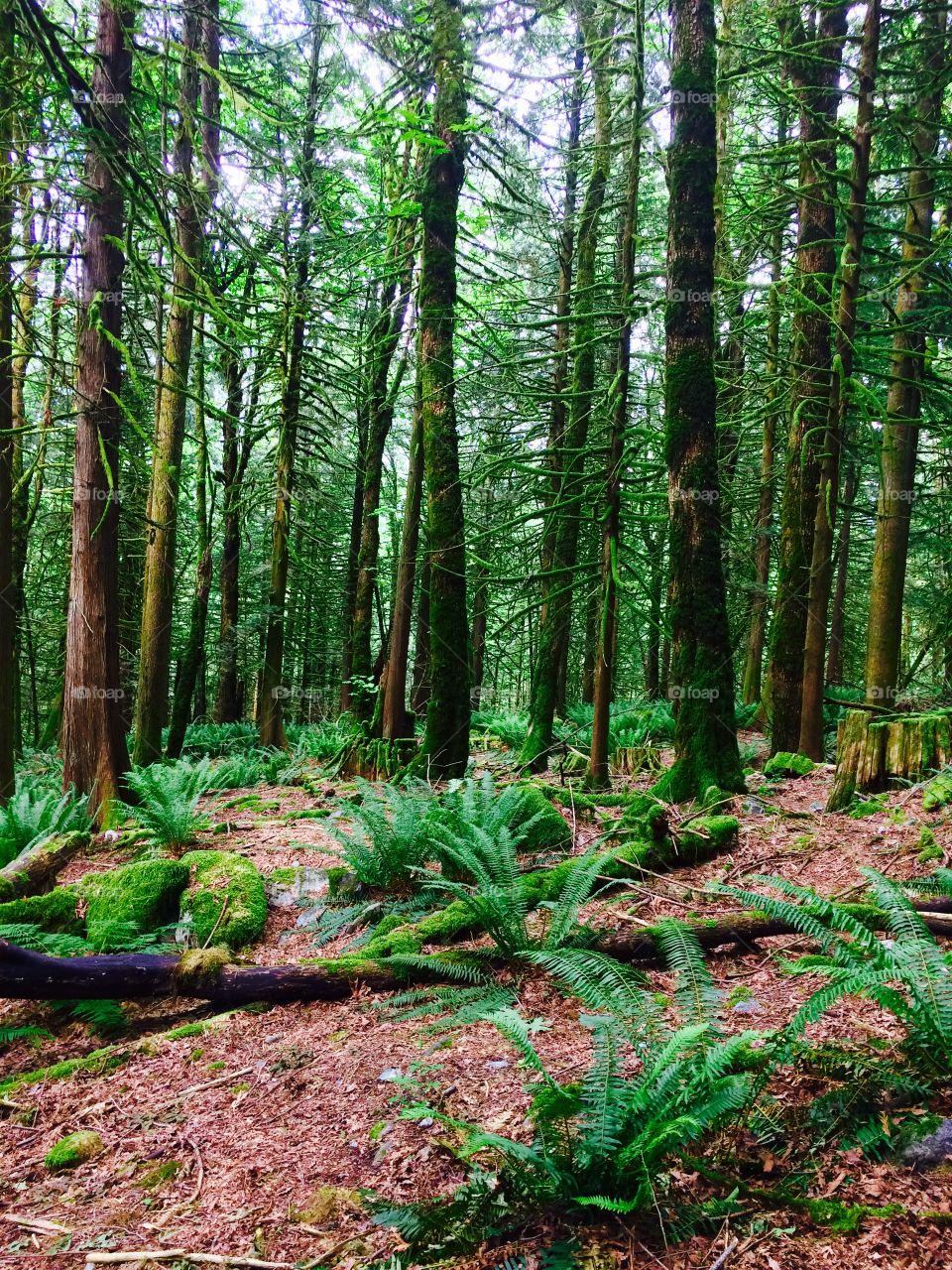 Beautiful British Columbia Forest