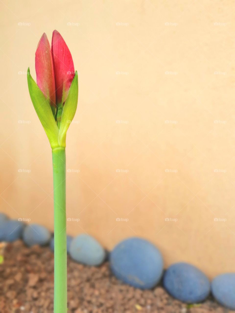 Spring-  Amaryllis flower begins to bloom -