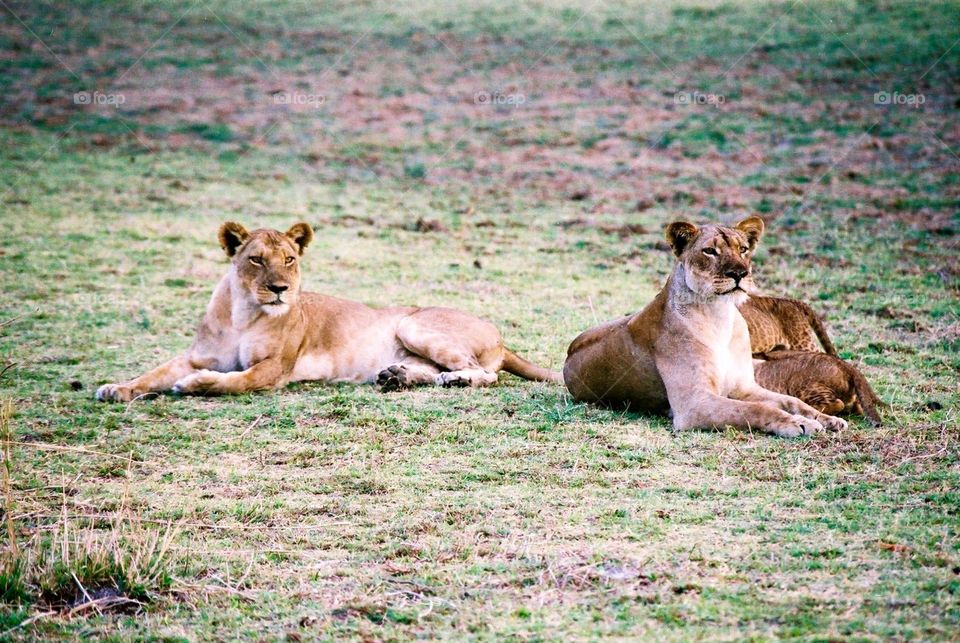 Lionesses on watch, Zambia