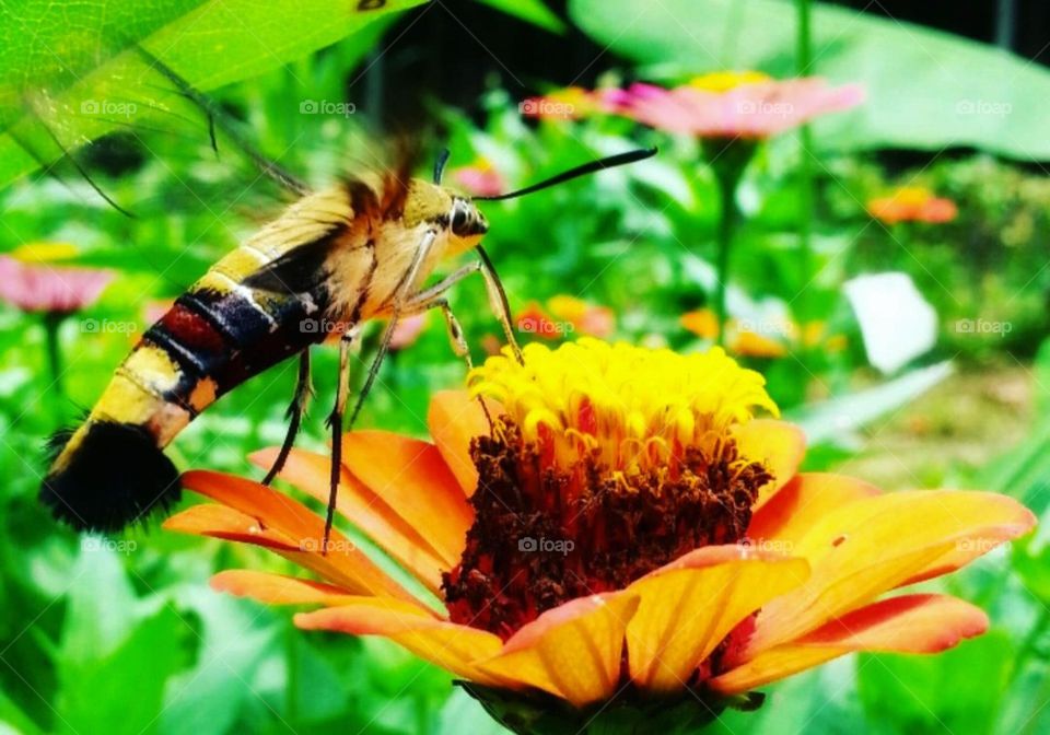 Photo of flowers in a flower garden with butterflies