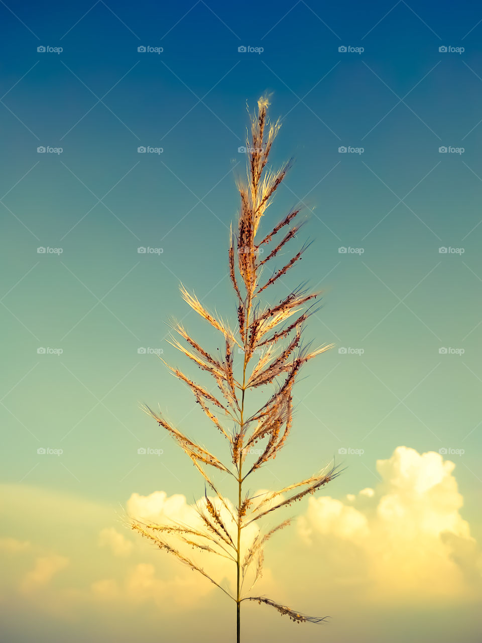 Saccharum spontaneum flower  on cloudy sky background