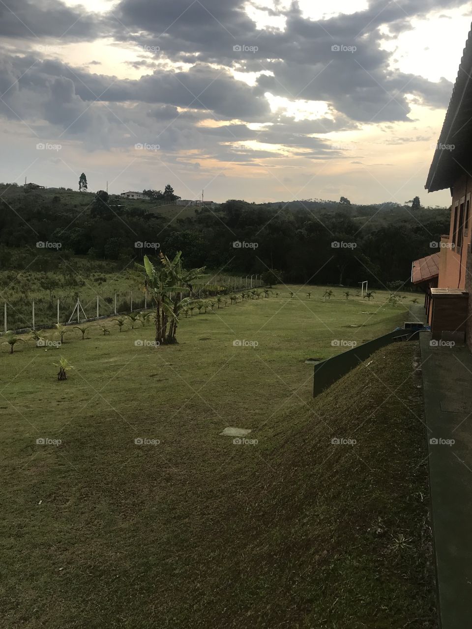 Banana trees inside resort complex
