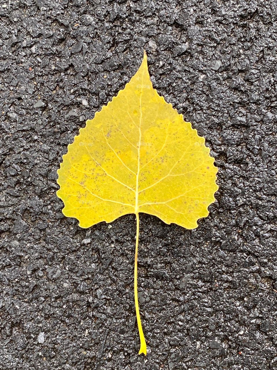 Fallen aspen leaf on a roadway