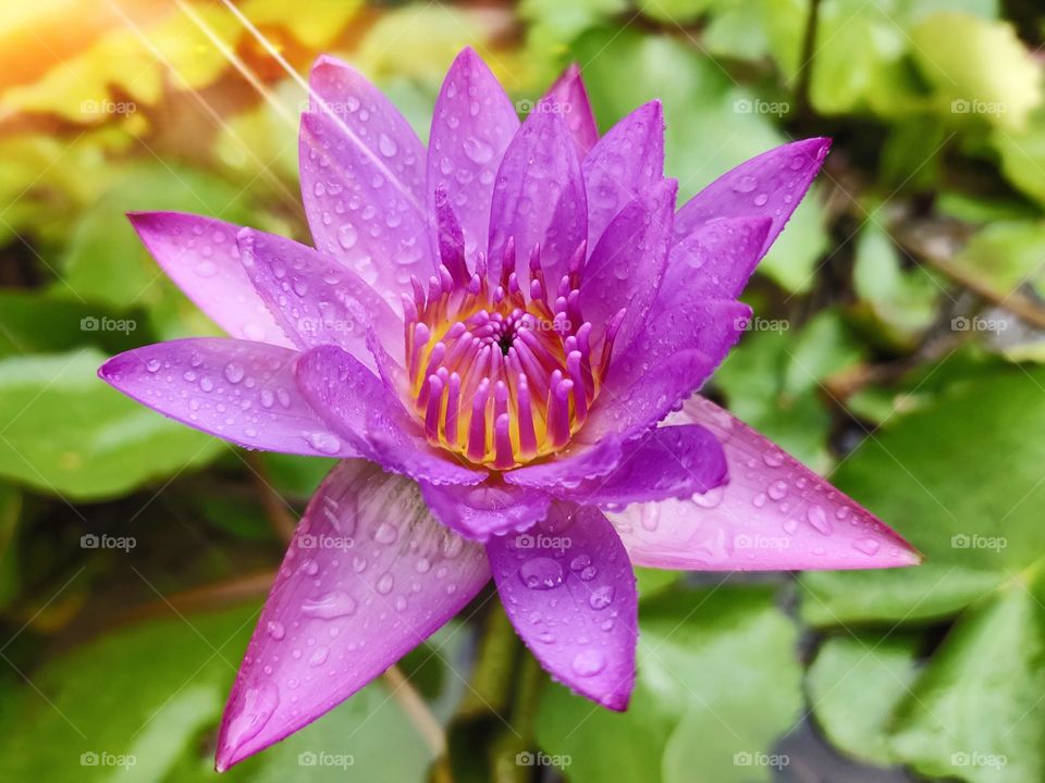 beautiful water Lilly.💜💜