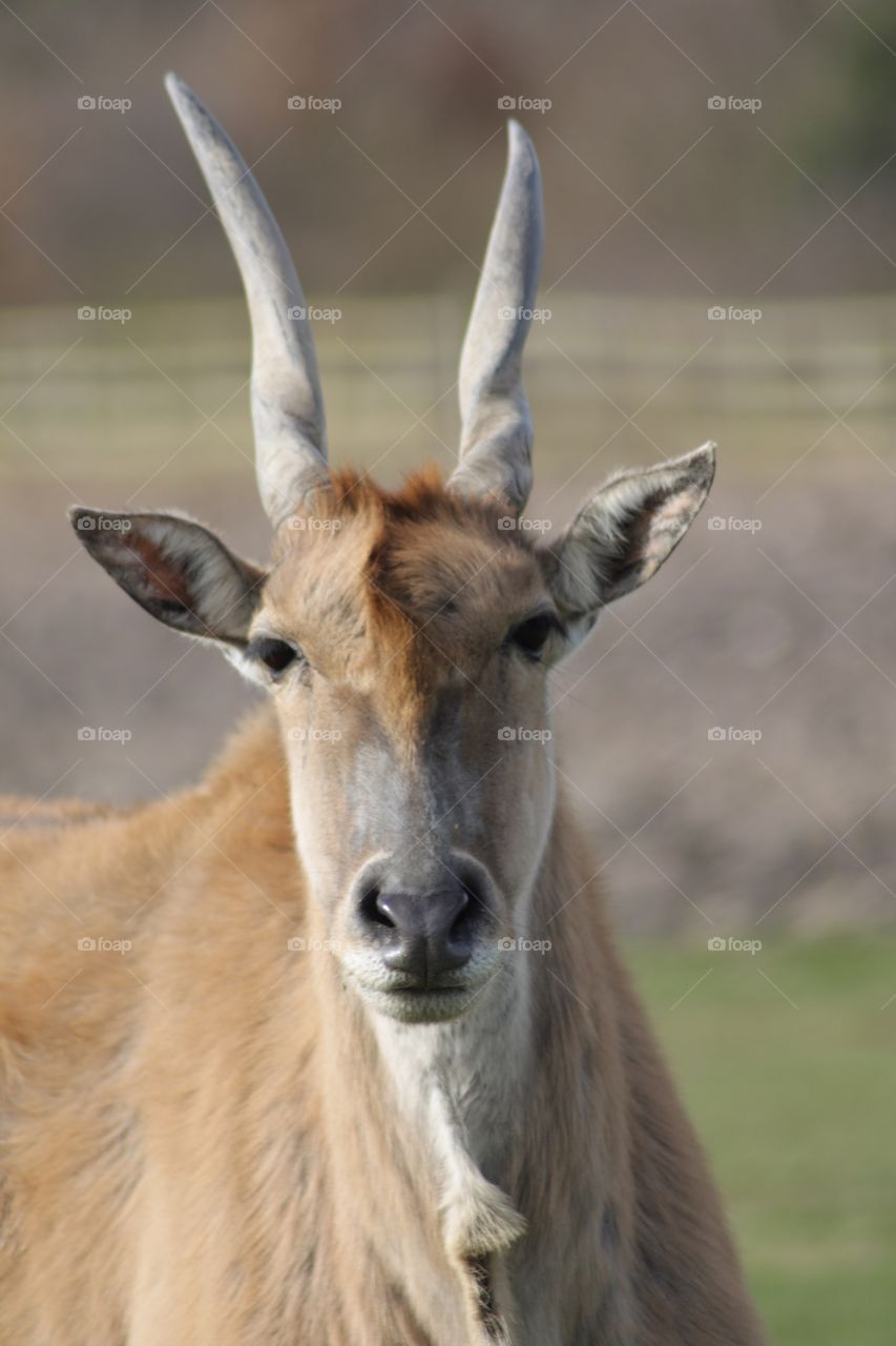 Animals/deer at safari park